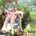PawFix Pet Grooming Hammock – Hanging Nail Trim Helper for Cats & Dogs